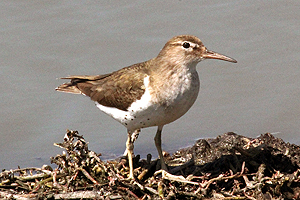 Spotted Sandpiper